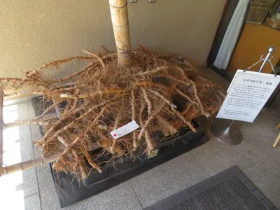 Странный бамбук цветет раз в 120 лет. Ученые не знают почему