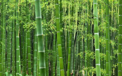 Феномен цветения бамбука | Капитал страны