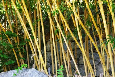 ЭТО ИНТЕРЕСНО🌿 Бамбук — крайне необычное растение: вырастает на целых 10  см в день, а цветет всего раз в 60-130 лет. В это трудно поверить,… |  Instagram