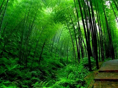 Цветение бамбука (62 фото) »
