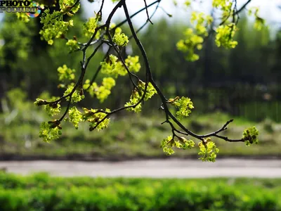 Цветение клёна ясенелистного — Фото №1327395