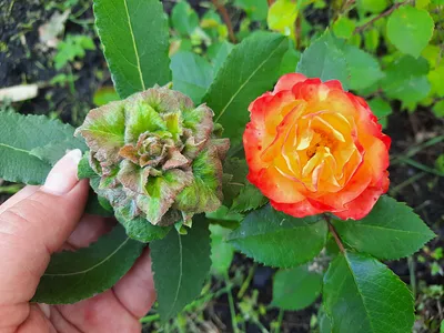 Удивительные цветы на кустах ивы! — Поселение родовых поместий ЛЮБОДАР