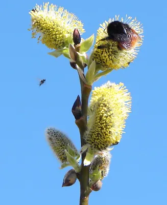 Как пчёлы собирают ивовый нектар - Михаил Соколов