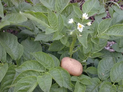 Цветок картошка фото фотографии