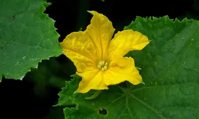 Цветок огурца фото фотографии