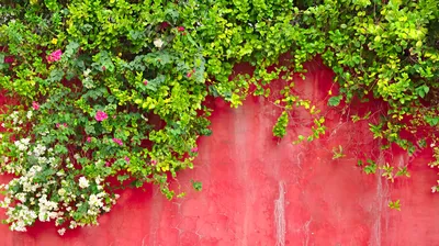 Цветущие лианы для сада фото фото