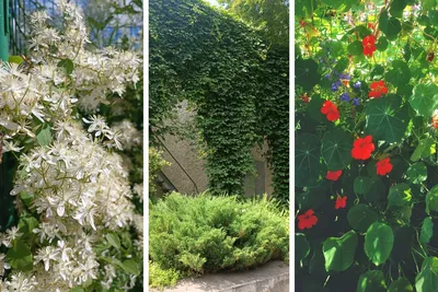 4 самых неприхотливых однолетних цветущих лианы для сада и дачи | Любимая  усадьба | Дзен