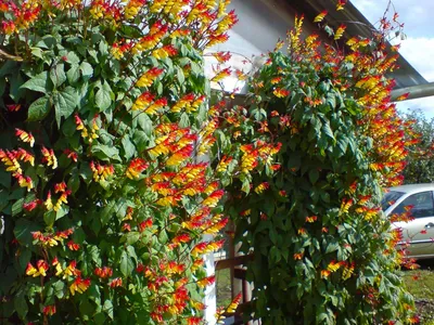 Лианы для сада - фасоль вьющаяся огненно-красная | Сад, Растения, Цветущие  растения