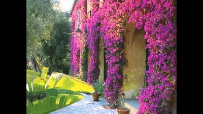 Цветущие лианы - декор и ограда | ДОБАВЬ ЦВЕТОВ! | Дзен