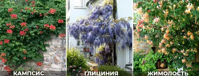 Лучшие многолетние вьющиеся растения для беседки и сада (21 фото) | В  цветнике (Огород.ru)