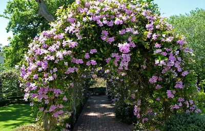Многолетние лианы для сада: названия садовых цветков и фото цветущих  растений
