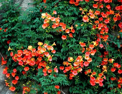 Купить Лиана искусственная с цветами 2,1 метра. Искусственные растения как  садовый декор, украшение на свадьбу. по выгодной цене в интернет-магазине  OZON.ru (857569894)