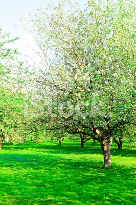 Цветущий яблоневый сад фото фотографии