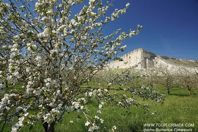 Цветущий яблоневый сад. Весна. Stock Photo | Adobe Stock