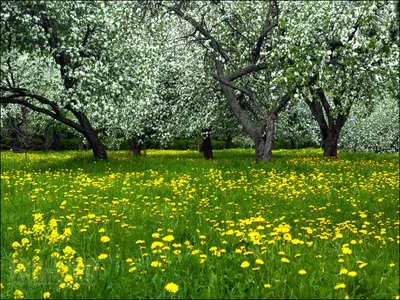 Цветущий яблоневый сад, красиво, …» — создано в Шедевруме