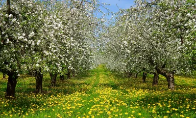 Цветущий яблоневый сад у Белой скалы. Май 2021 | Крымский Туристический  Навигатор