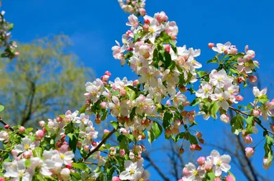 Яблоневый сад рисунок - 74 фото