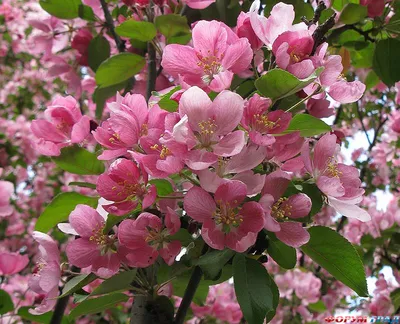 Яблоневый сад с яблонями цветущий. Стоковое Фото - изображение  насчитывающей плодоовощ, урожай: 178615732