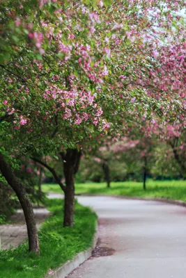 яблоневый сад | Цветущие деревья, Весенние фотографии, Фотографии пикника