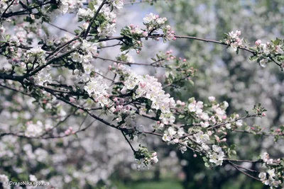 Цветущий яблоневый сад, буйство …» — создано в Шедевруме