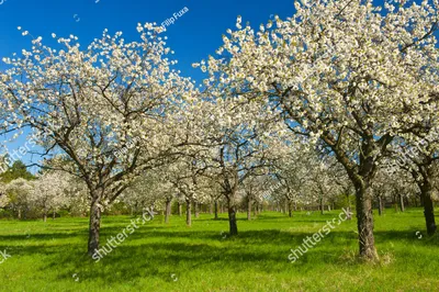 Яблоневый сад рисунок - 48 фото