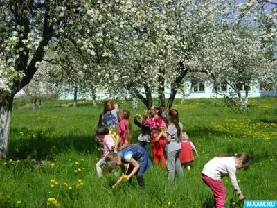 цветущий яблоневый сад меединтирумыния Стоковое Фото - изображение  насчитывающей графство, аппликатора: 222793764