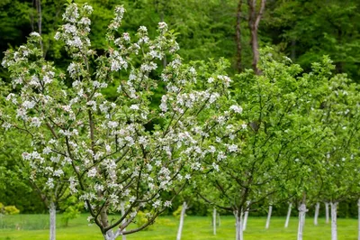 Цветущий яблоневый сад» — создано в Шедевруме