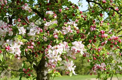 20 фотографий волшебных яблоневых садов