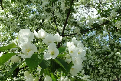 Яблоневый сад (52 фото) - 52 фото