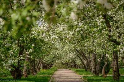 Яблоневый сад | Акварель жизни | Дзен