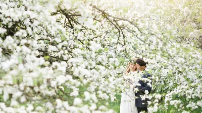 Цветущий яблоневый сад весной Стоковое Изображение - изображение  насчитывающей трава, чехословакско: 188145157