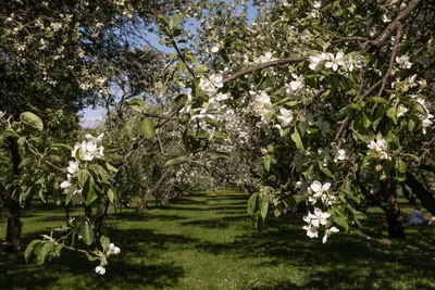 Цветущий яблоневый сад. Посадили картошку и сделали грядки для посевов |  Пикабу