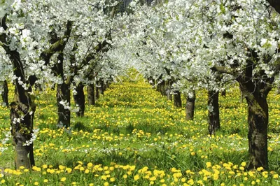 Galina Dietrih: Цветущие яблоневые сады в Коломенском