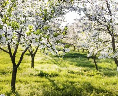 Яблоневый сад в цвету (35 фото) - 35 фото