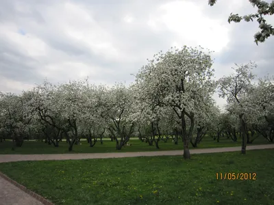 Цветущий яблоневый сад. :: Борис Митрохин – Социальная сеть ФотоКто