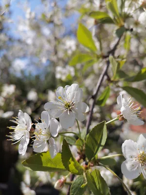 Цветущий яблоневый сад» — создано в Шедевруме