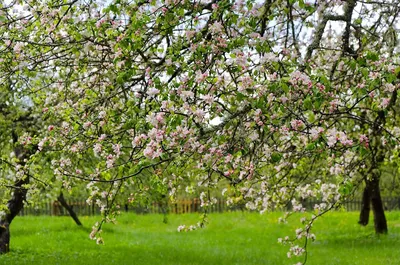Купить картину | Цветущий яблочный сад. | chernetsky.com.ua