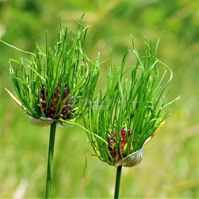 Лук декоративный Allium Summer Beauty 490 руб. AGRO48332