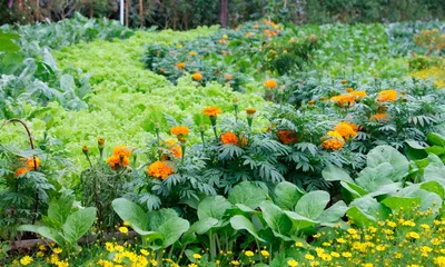 Цветы и овощи на одной грядке фото фотографии