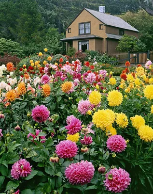 Бердчанки бесплатно выращивают цветы около своих многоквартирных домов |  Свидетель