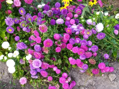 Какие нужно высадить цветы, чтобы клумба радовала в июне?