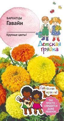 Какие цветы распустятся на московских клумбах (самые многочисленные)