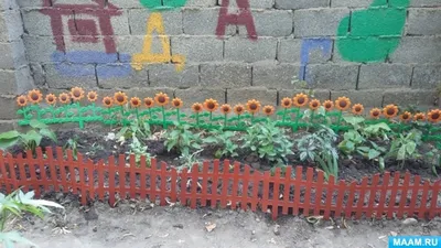 Удачное соседство: как правильно сочетать цветы на клумбе | Клумбы, Идеи  посадки растений, Садоводство