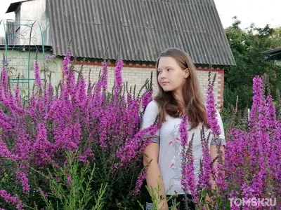 Цветок на грядке. :: sav-al-v Савченко – Социальная сеть ФотоКто