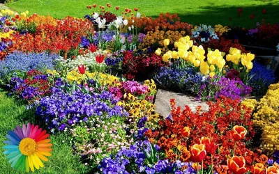 Как красиво оформить цветник, или Правила сочетания цветов на клумбе |  Дизайн участка (Огород.ru)