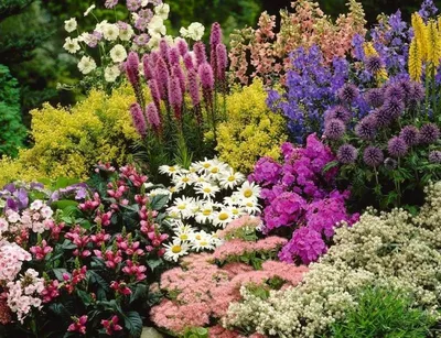 Цветы в саду фото фото
