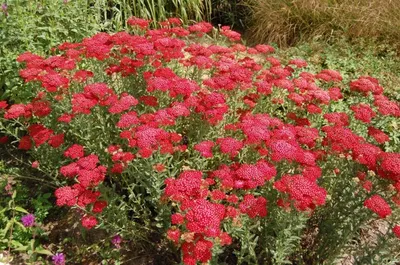 красный тысячелистник цветет в саду Стоковое Фото - изображение  насчитывающей медицинско, промахов: 222773992
