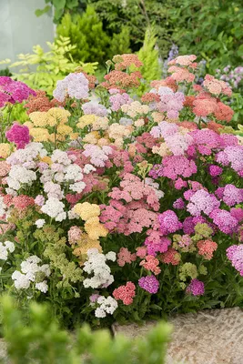 Цветники в вашем саду, часть 2