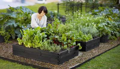 Умные грядки для ленивых огородников. Smart gardens for lazy gardeners.