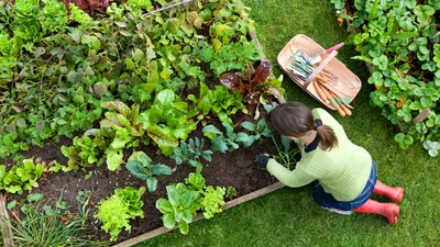 Грядки: какие бывают, как сделать, чем огородить